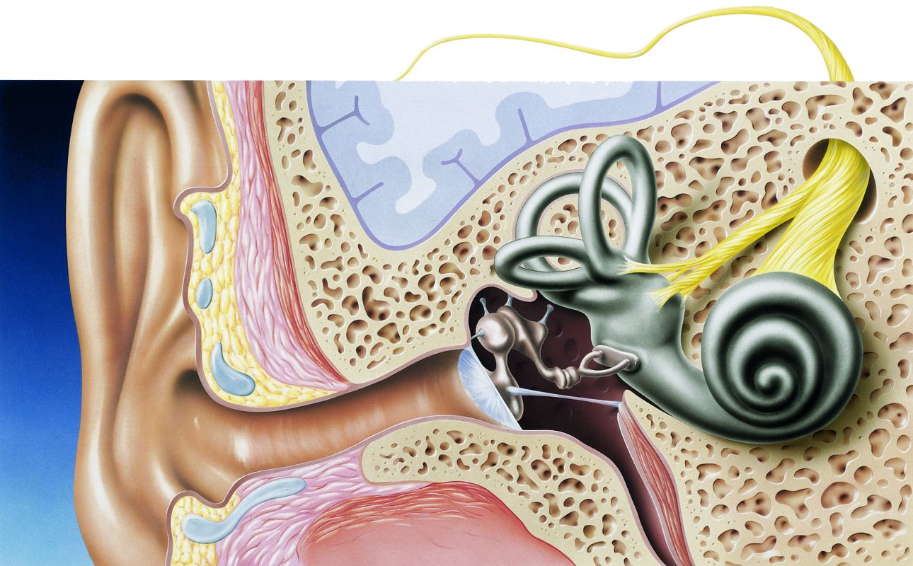 Три отдела внутреннего уха. Улитка орган слуха. Слуховой анализатор анатомия улитка.