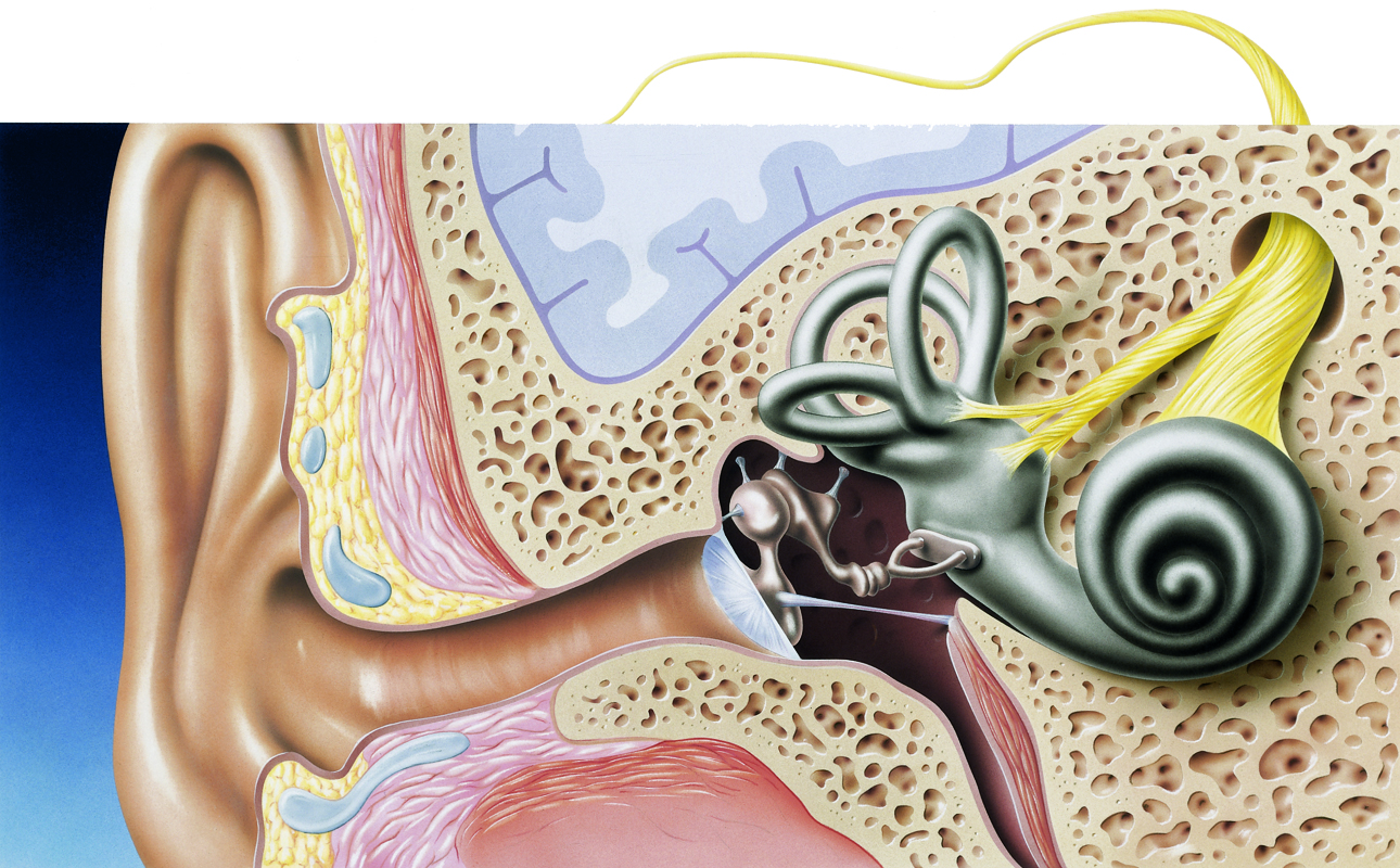 Улитка слухового аппарата